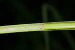 Pine barren flatsedge